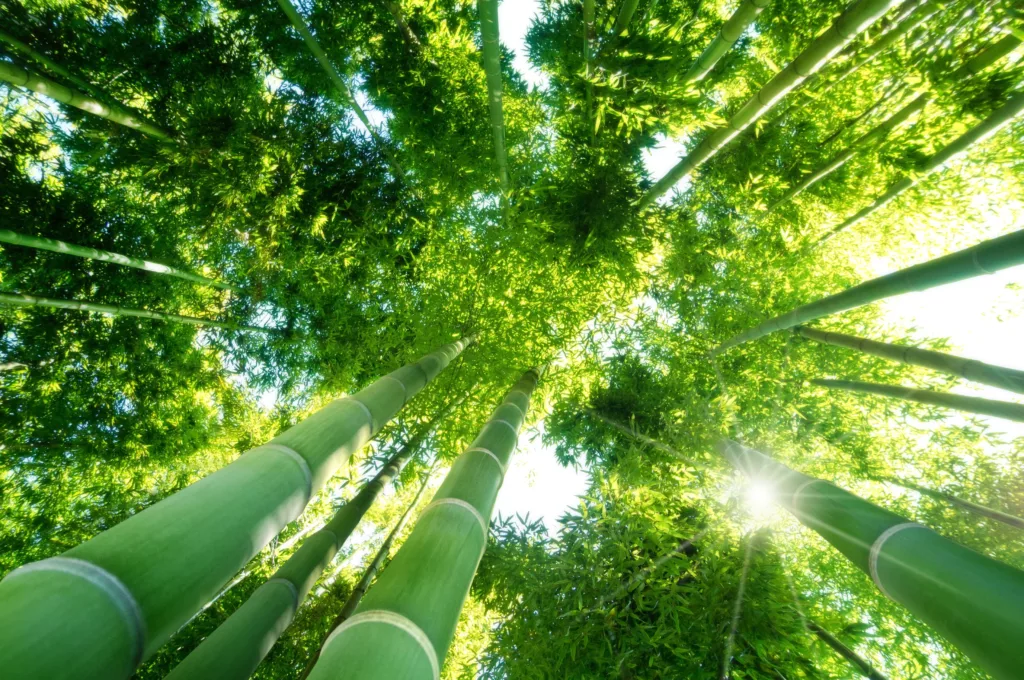 Trees in a forest